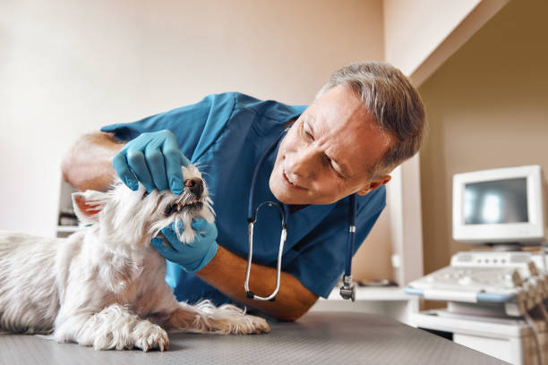 Best Urgent Care for Lost Fillings or Crowns in Springfield, CO